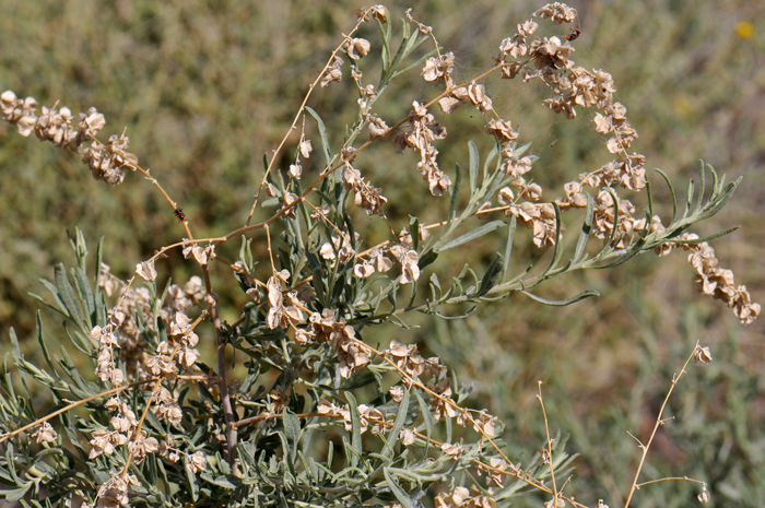 Four-wing Salt Bush and its parts have been or are used by indigenous peoples for a variety of purposes including uses as soap for washing hair but also for soothing itches or rashes such as chickenpox or measles. Atriplex canescens 